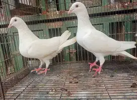 Merpati Pos Putih Produksi