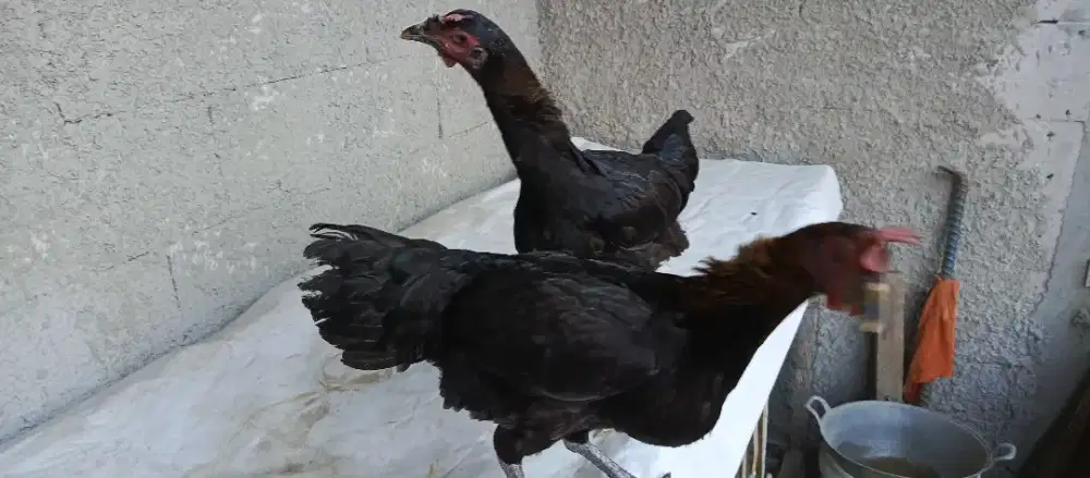 Ayam biang pelung