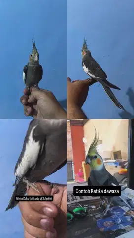 Falk Jinak Total aman untuk anak anak
