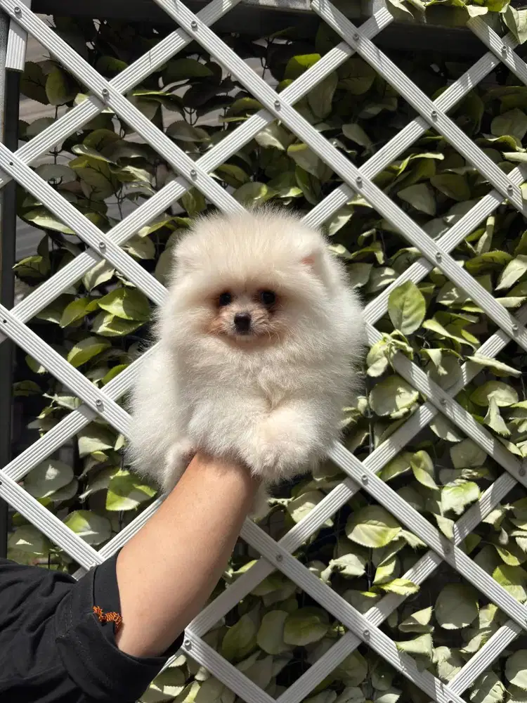 Mini Pomeranian Puppy - Jantan