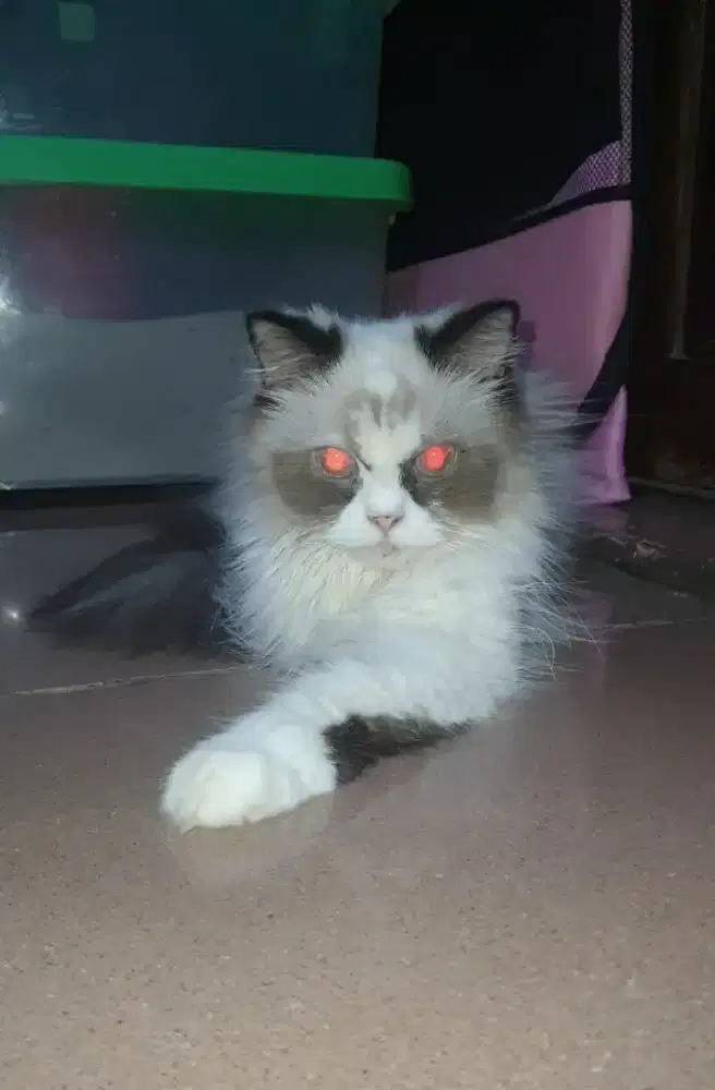 KUCING RAGDOLL BETINA