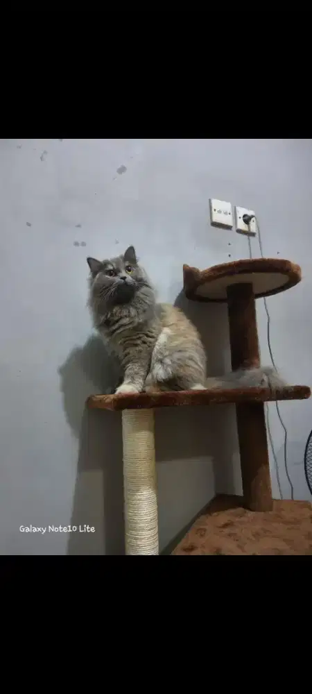KUCING PERSIA FLATNOSE ABU ATAU BLUE SOLID