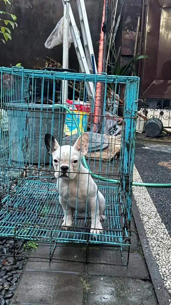 PUPPY FRENCH BULLDOG