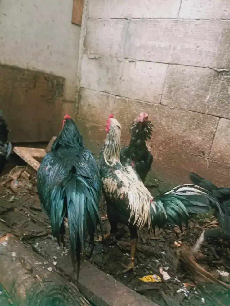 Ayam jantan muda 3 ekor