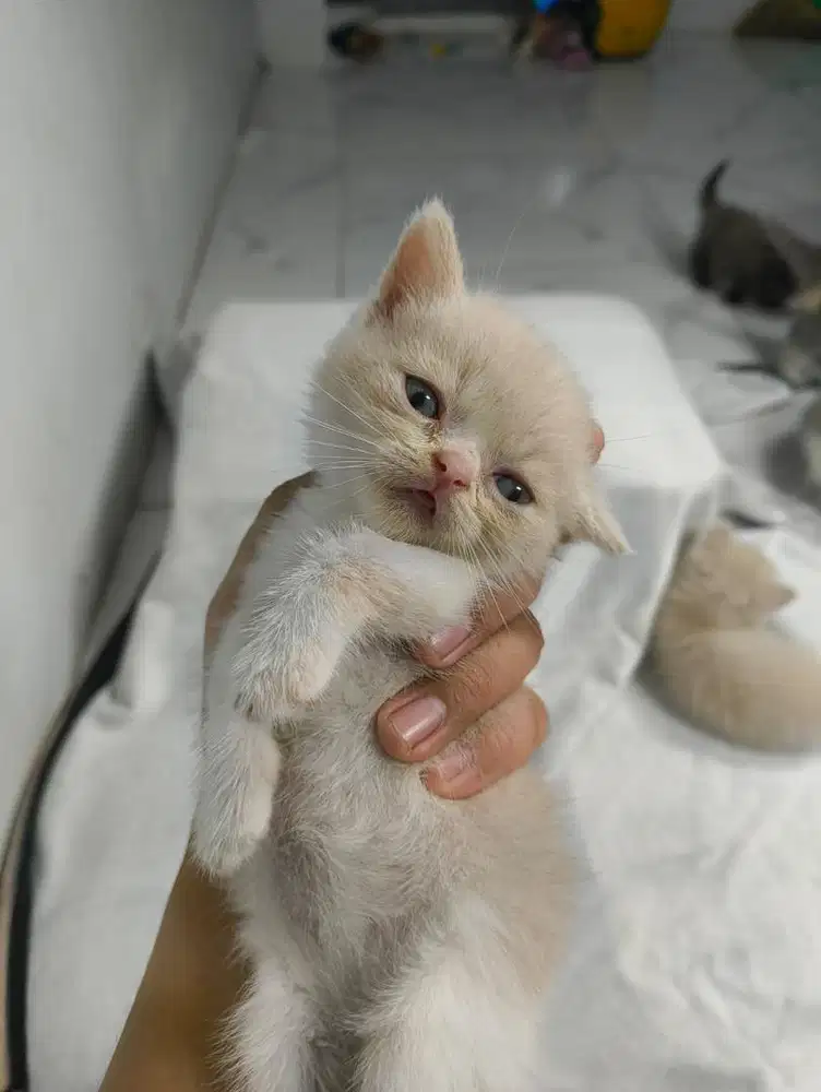 BSH munchkin straight