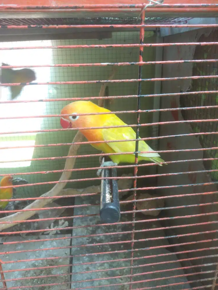 Jual burung Lovebird