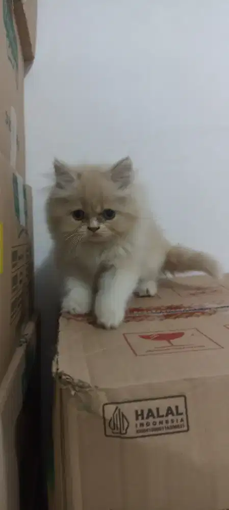 Lepas adopsi kitten persia medium