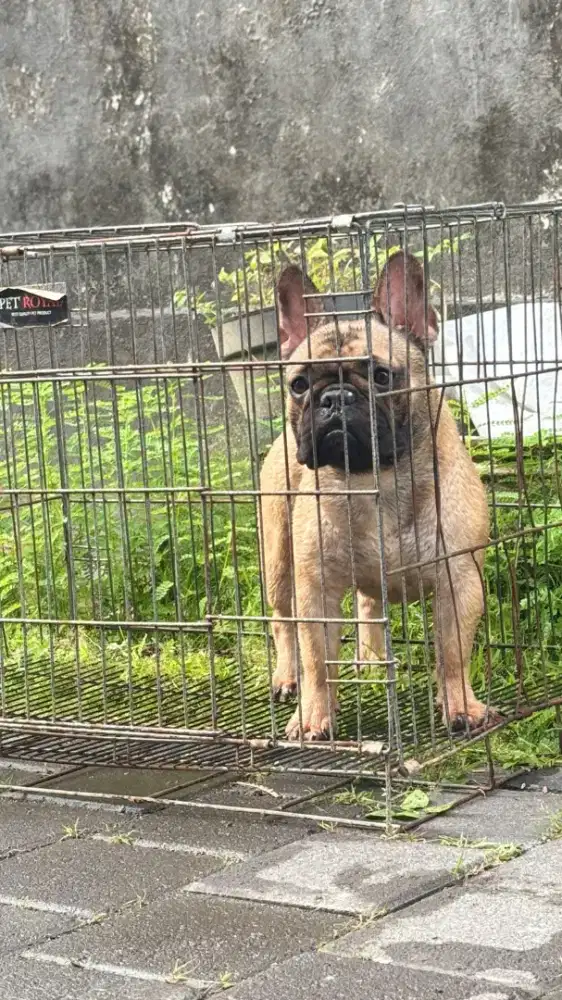 DOG FRANCE BULLDOG FAWM