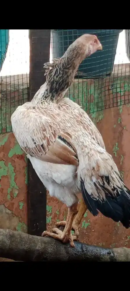 Ayam Babon Shamo Eropa