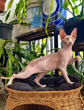 Kitten sphynx jantan bicolor