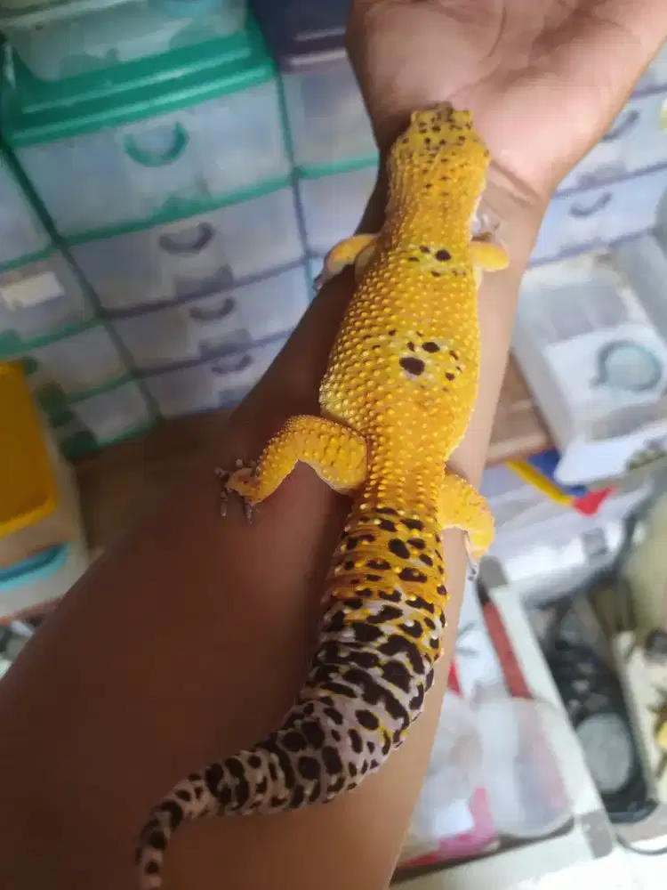 Leopard Gecko Jumbo