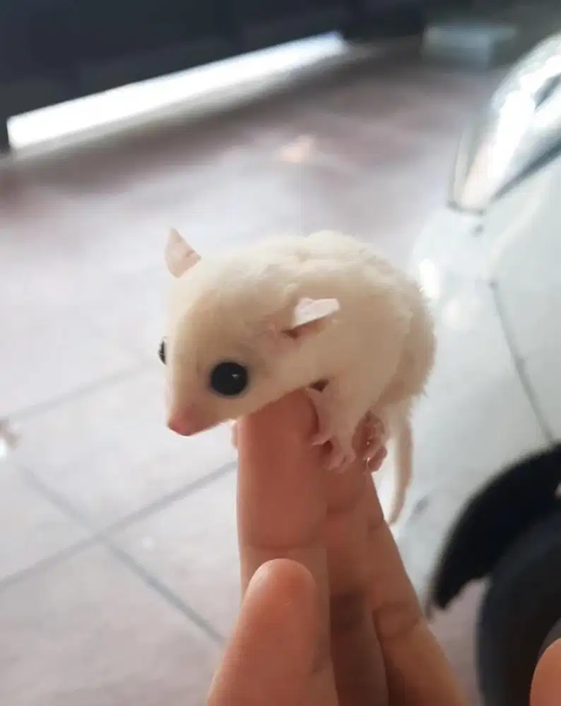 sugar glider leucistic betina
