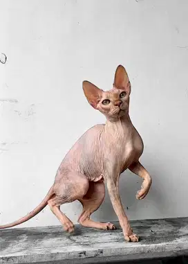 Indukan sphynx betina warna tortie proven