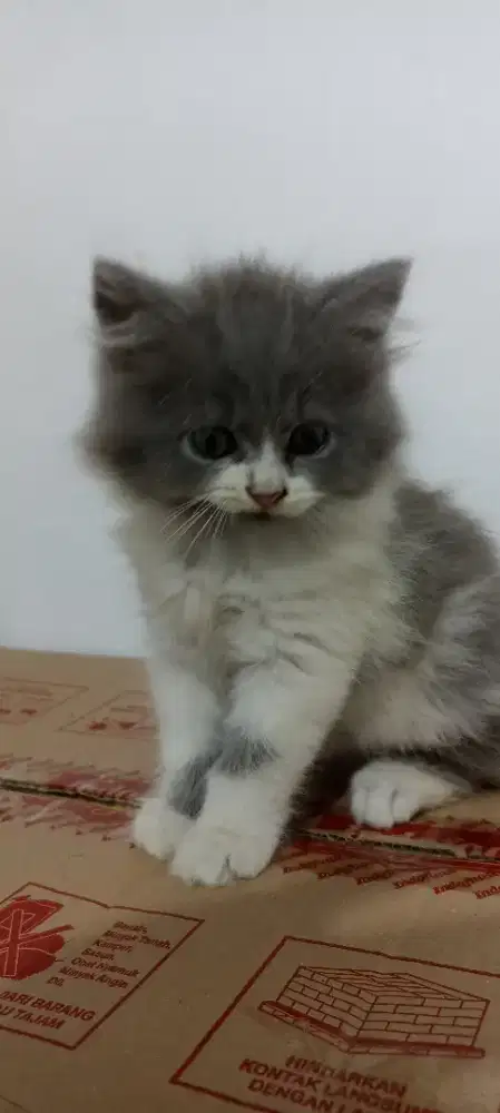 Lepas adopsi kitten persia medium abu