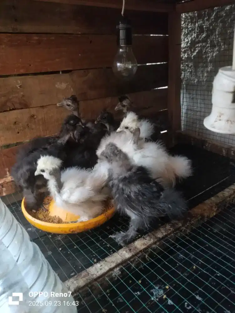Anakan ayam American silky