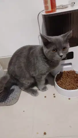 KUCING BSH  JANTAN 5 BULAN. SEHAT BESAR LINCAH