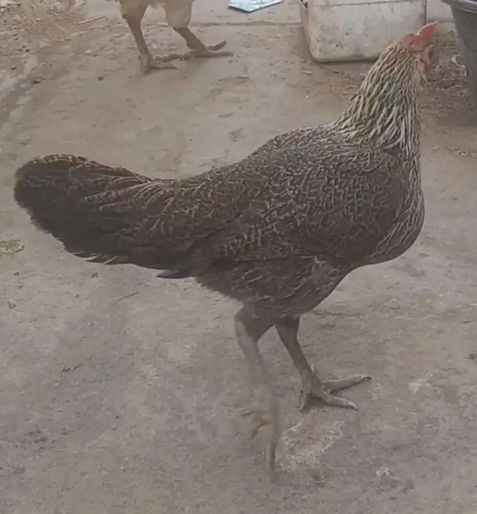 Betina ayam ketawa tipe dangdut