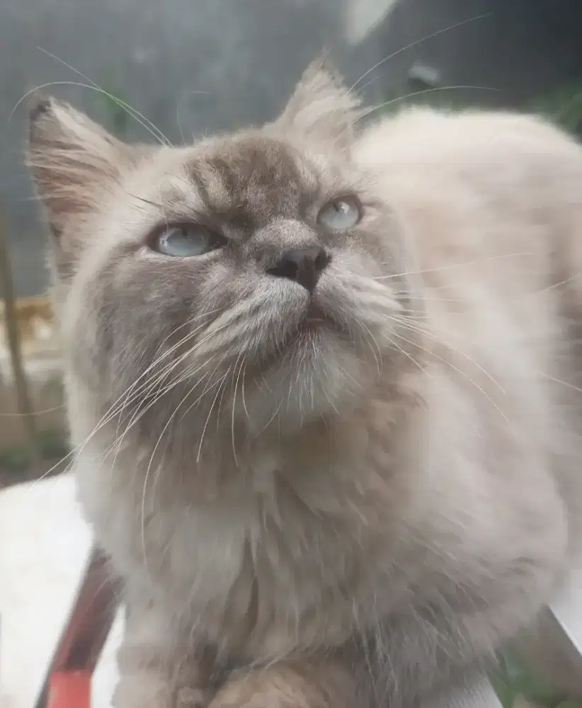 Lepas adopt kucing jantan ganteng