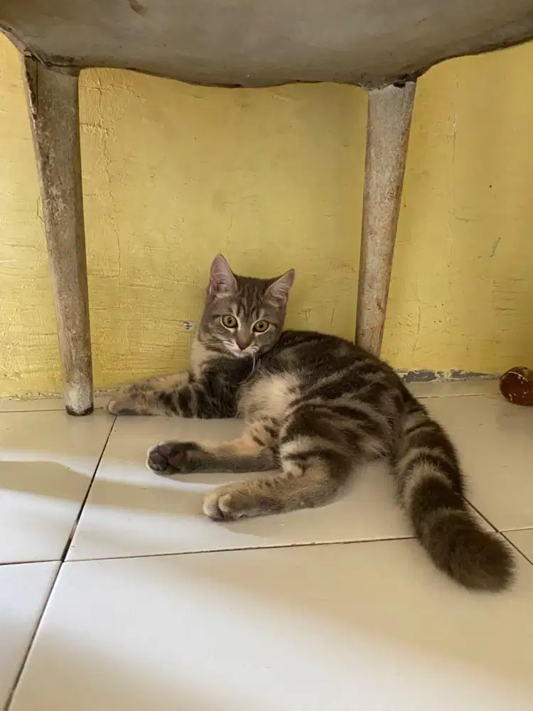 Kucing bsh mix marble