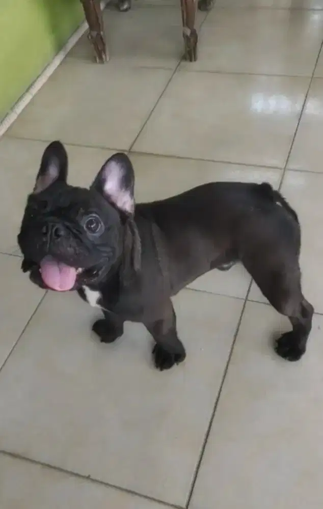 Francebulldog good quality