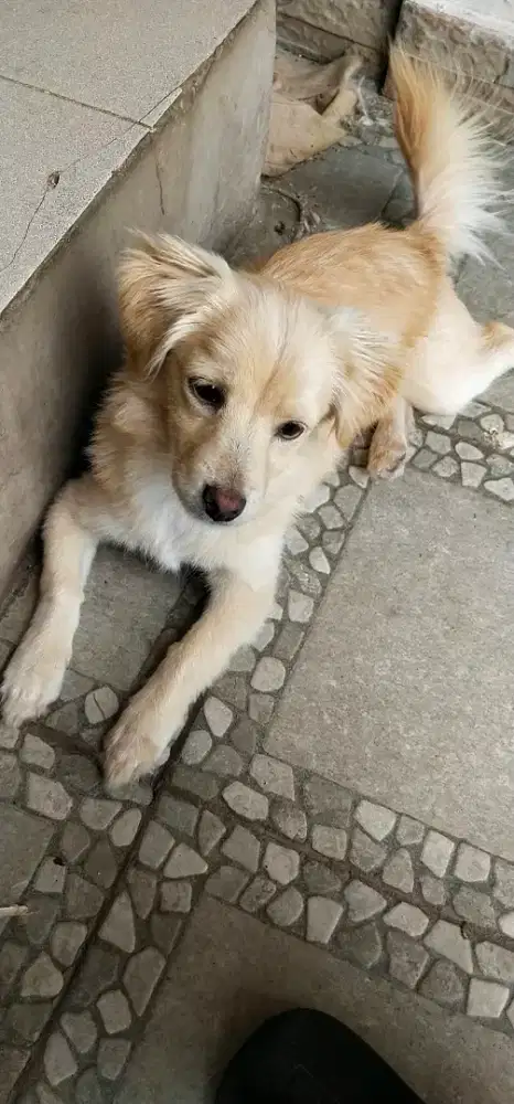 Anak anjing Maltipom