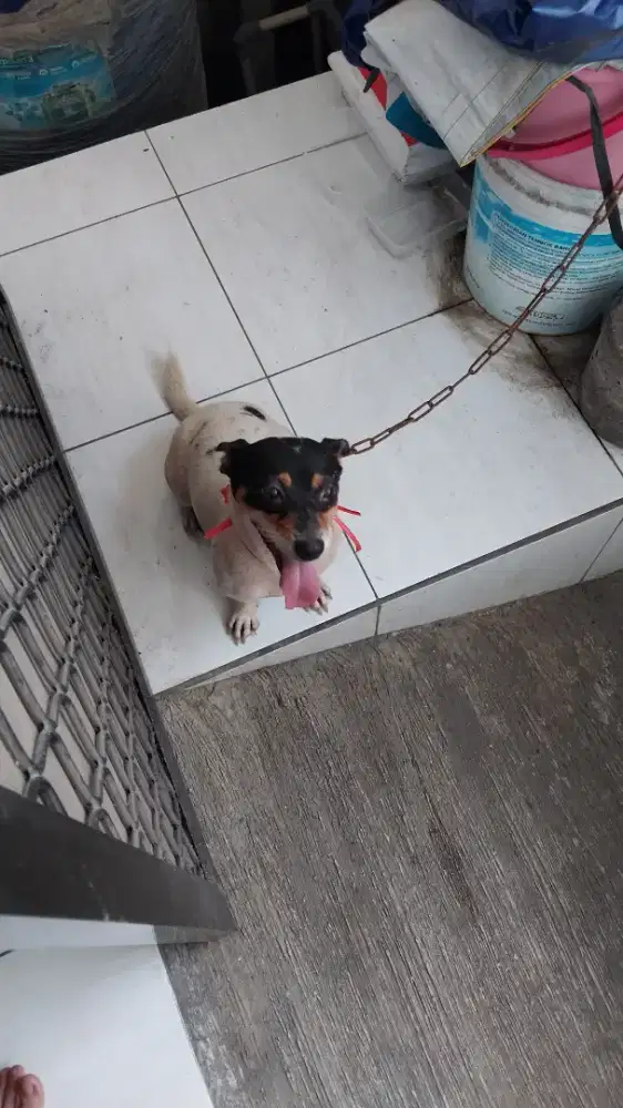 Dijual Anjing Jantan