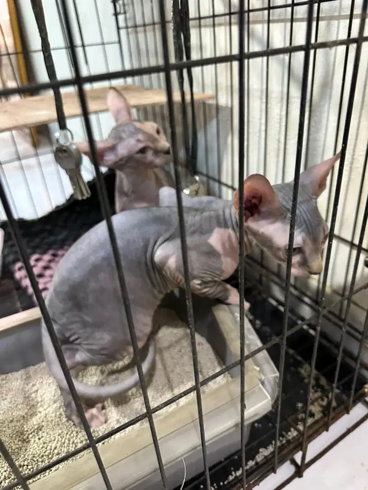 KUCING SPHYNX UMUR 2 BULAN
