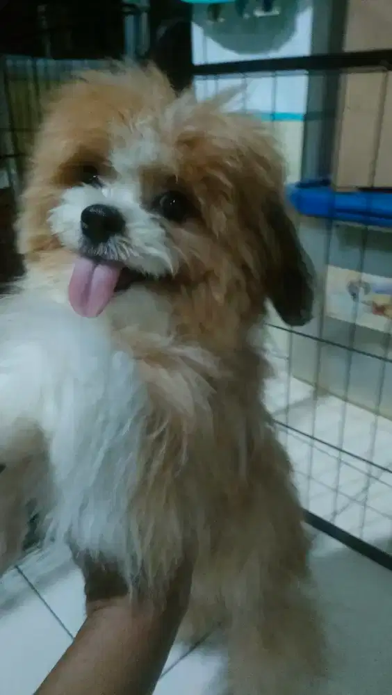 Anakan Shitzu Jantan 5 Bulanan