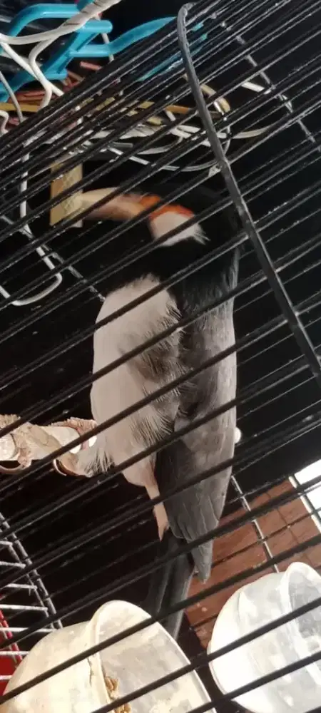 DIJUAL JALAK SUREN