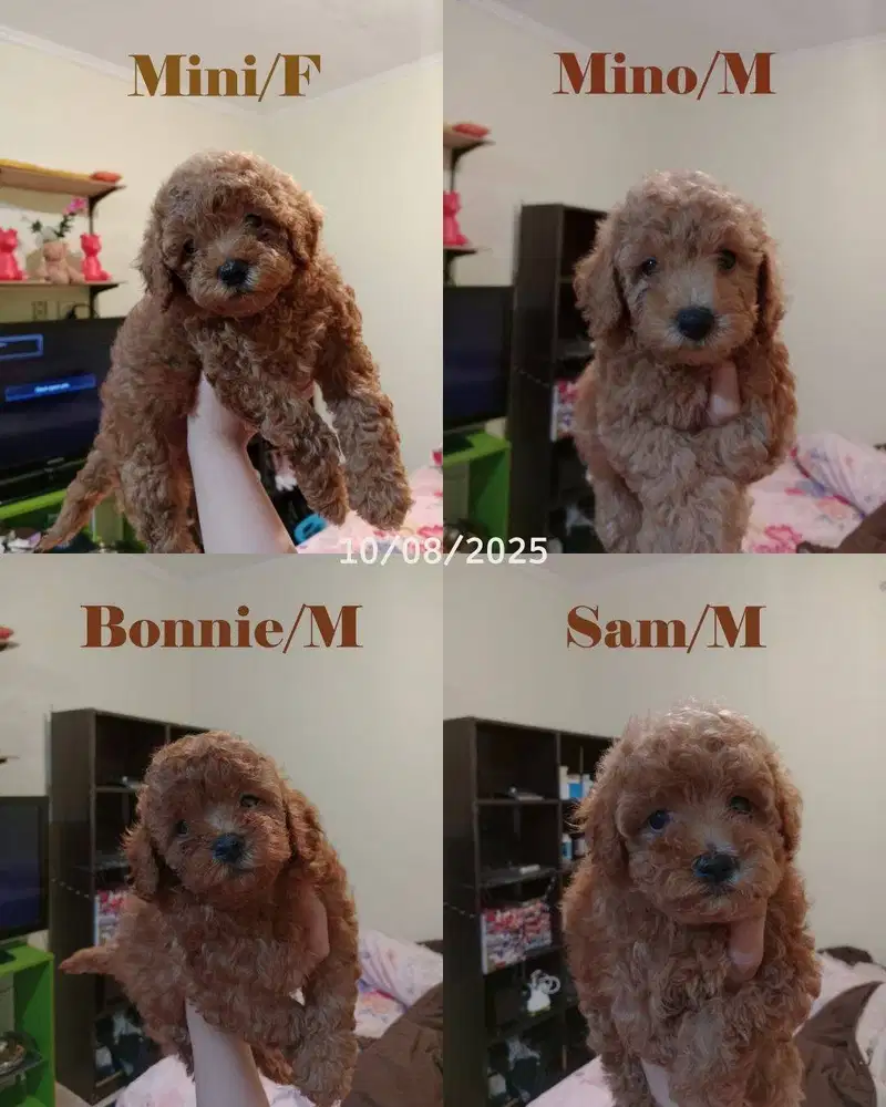 Open Adopt Puppy Miniature Red Poodle