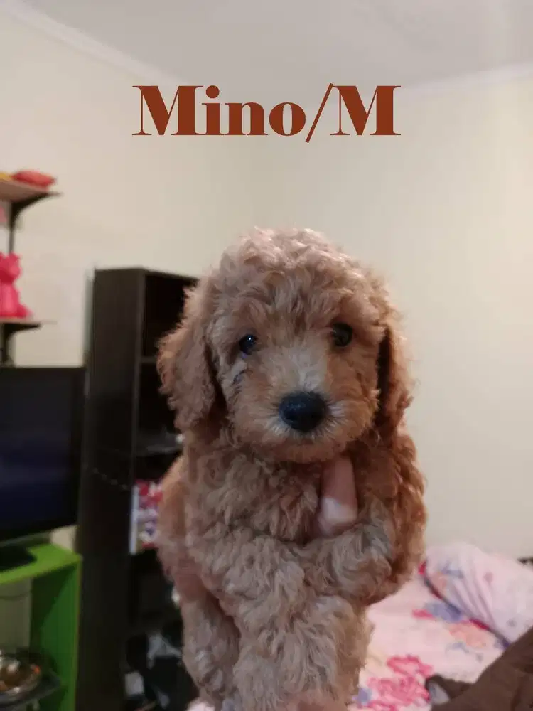 Open Adopt Male Poodle