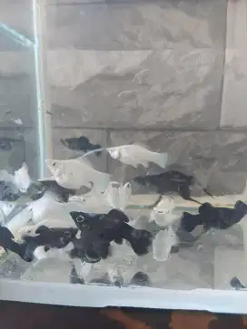 Ikan hias rumahan