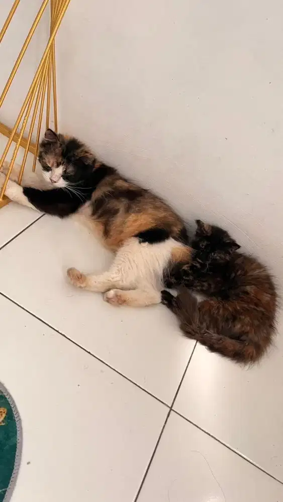 Indukan dan anaknya