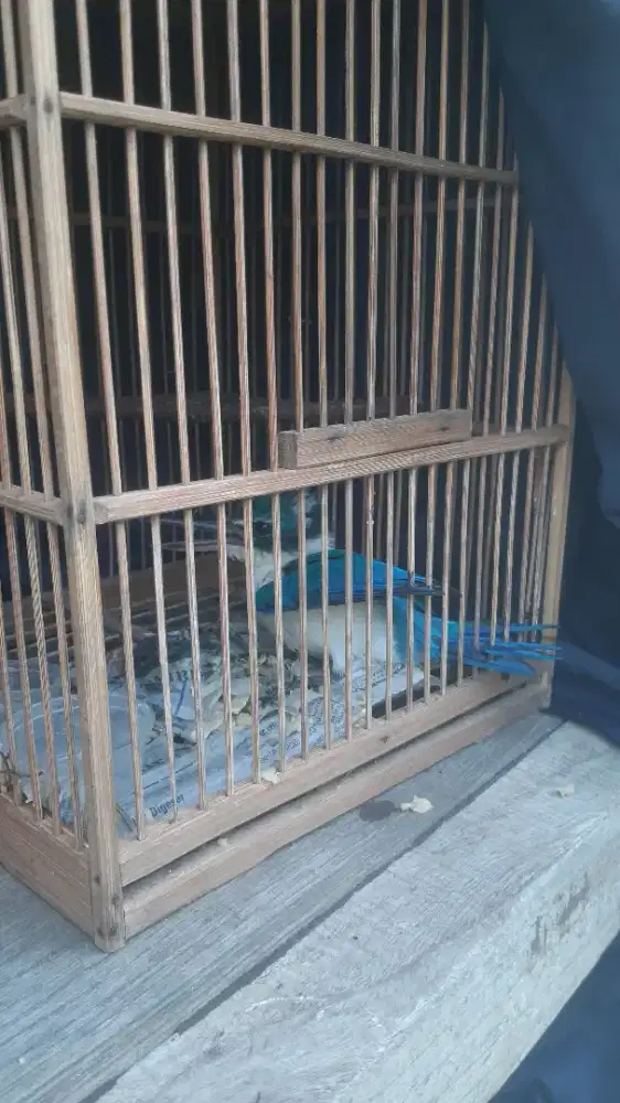 Di jual burung cekakak sungai
