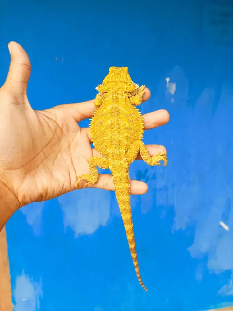 BEARDED DRAGON SUPER CITRUS HYPO
