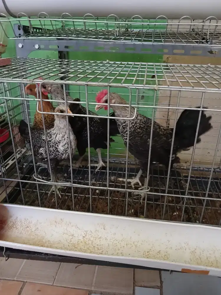 Ayam arab trias & golden
