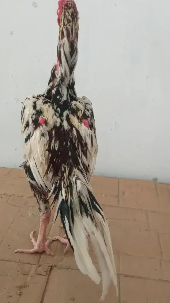 Dijual ayam khoyngon umur 9 bulan ukuran 3.5