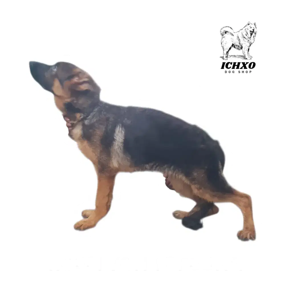 JUAL ANJING GERMAN SHEPHERDS