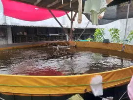 Kolam Terpal bundar D4