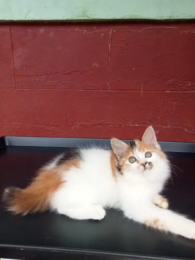 Kucing Persia medium