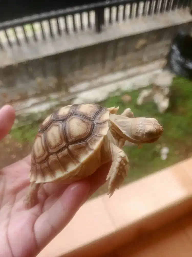 Fullset kura-kura sulcata dan kandang