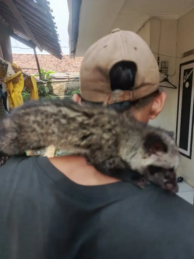 Musang betina jinak