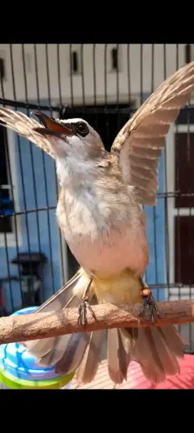 BURUNG CRUKCUK GACOR DOR ROPEL GARUDA