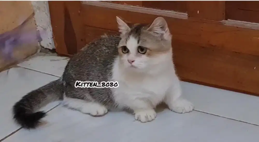 Lepas Adop Kucing Ras Munchkin