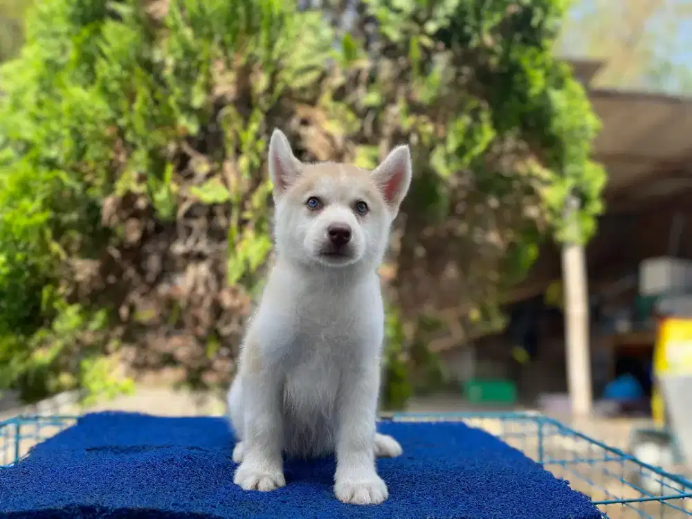 HUSKY BETINA BLUE EYES