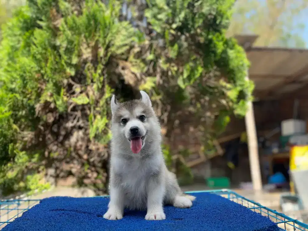 HUSKY BETINA BIG BONE