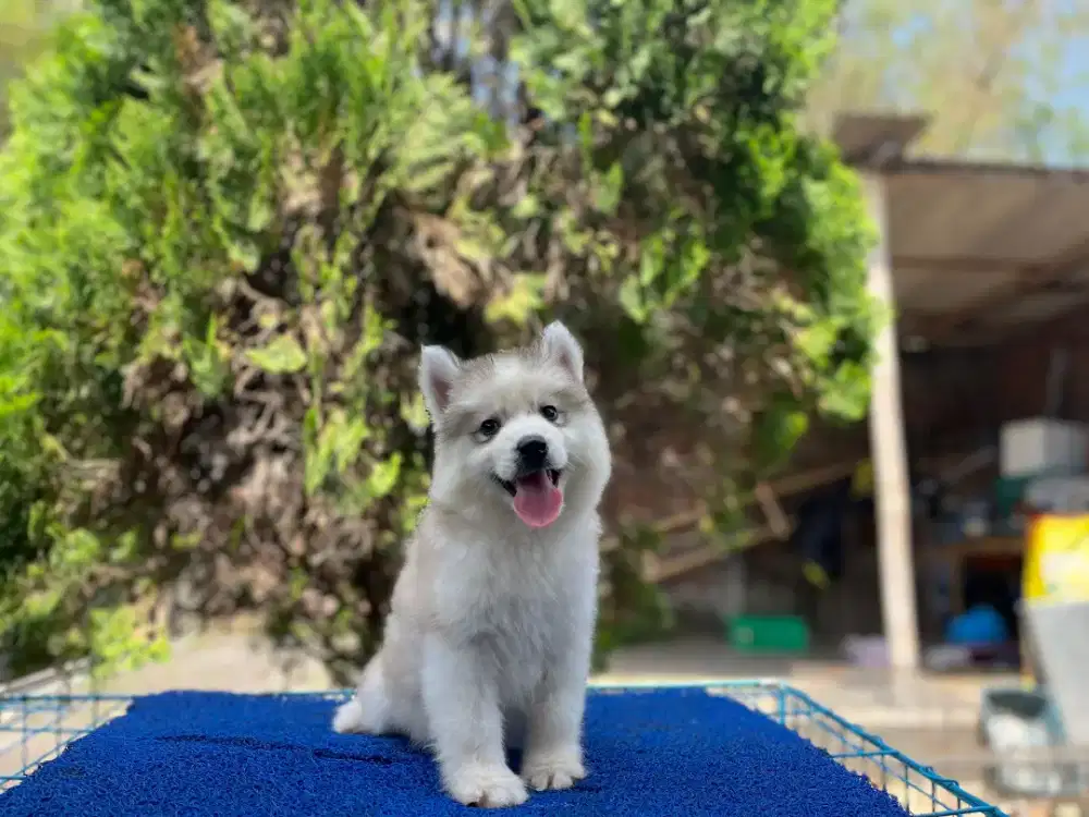 HUSKY BETINA LONGHAIR