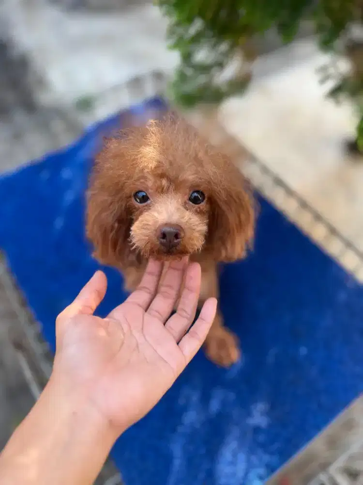 Pejantan toy poodle kaki pendek
