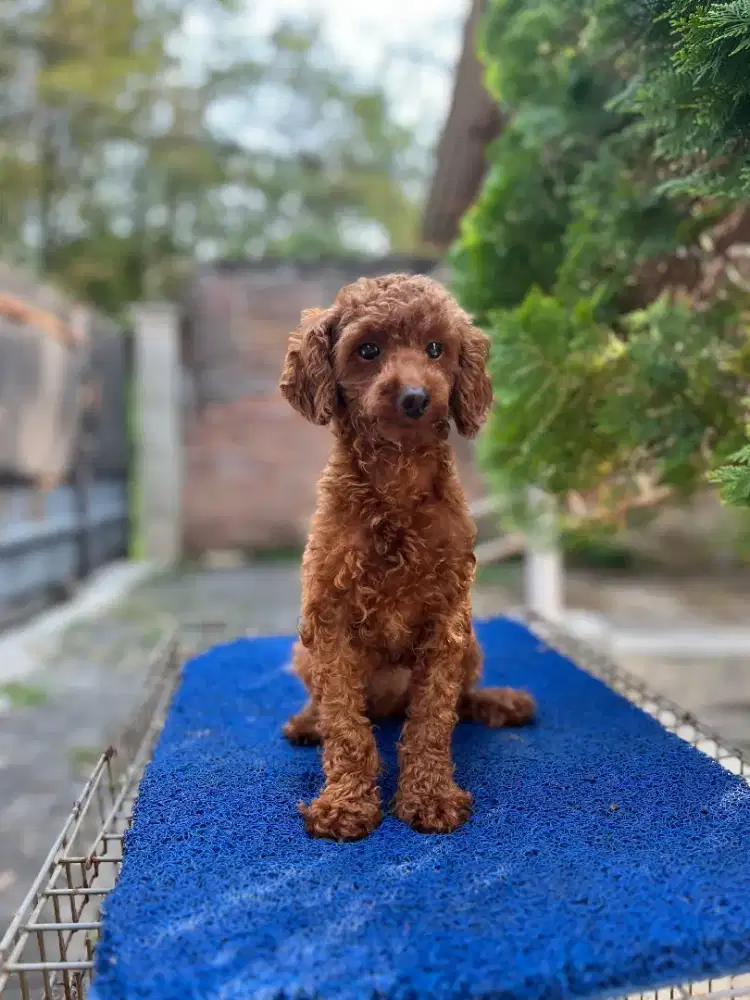 indukan poodle siap breeding