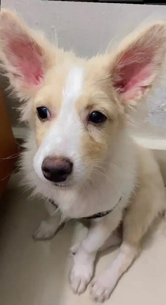 anjing minipom mix corgi